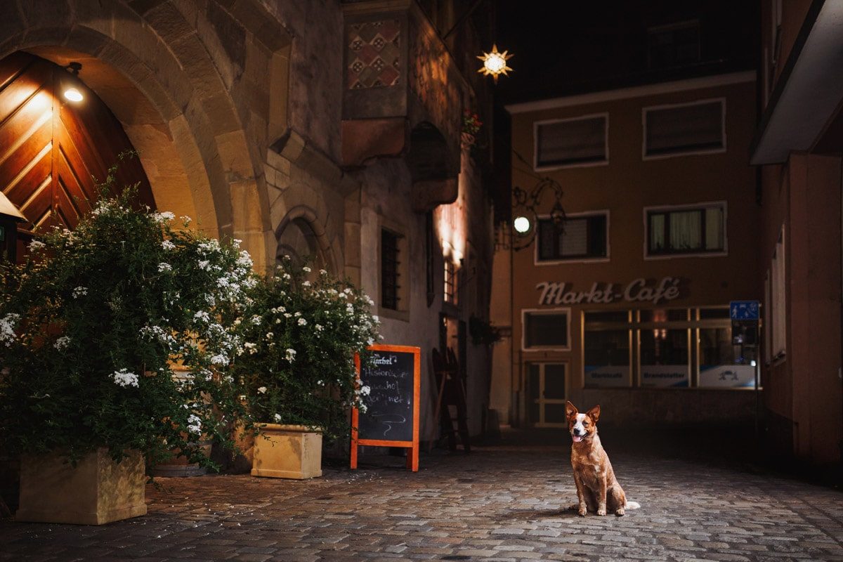 Hunde Fotoshooting Fotografie Tierfotografie Würzburg